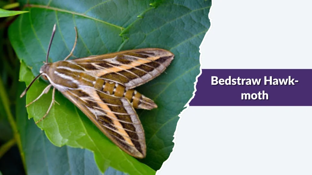 Bedstraw Hawk-moth