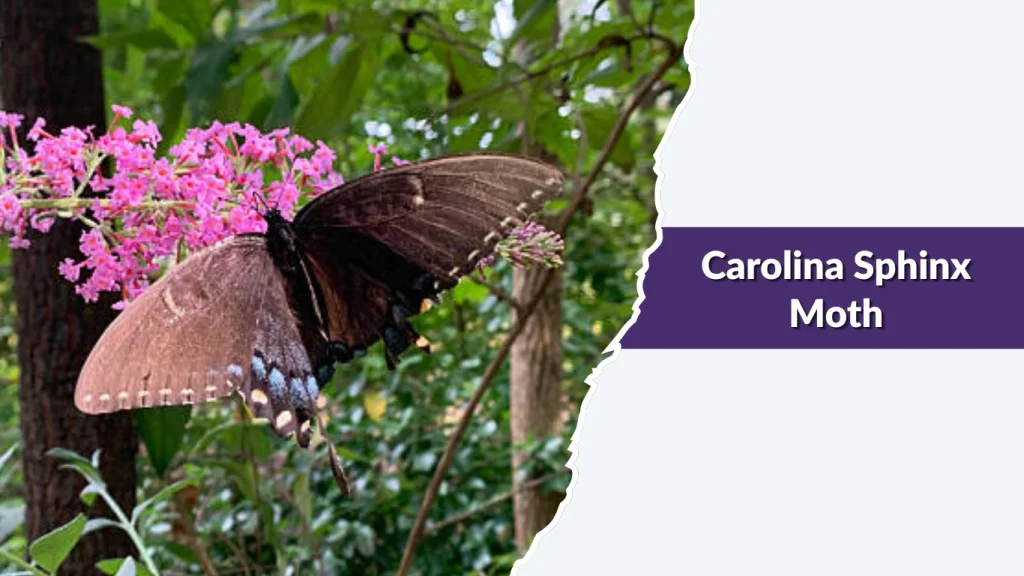 Carolina Sphinx Moth