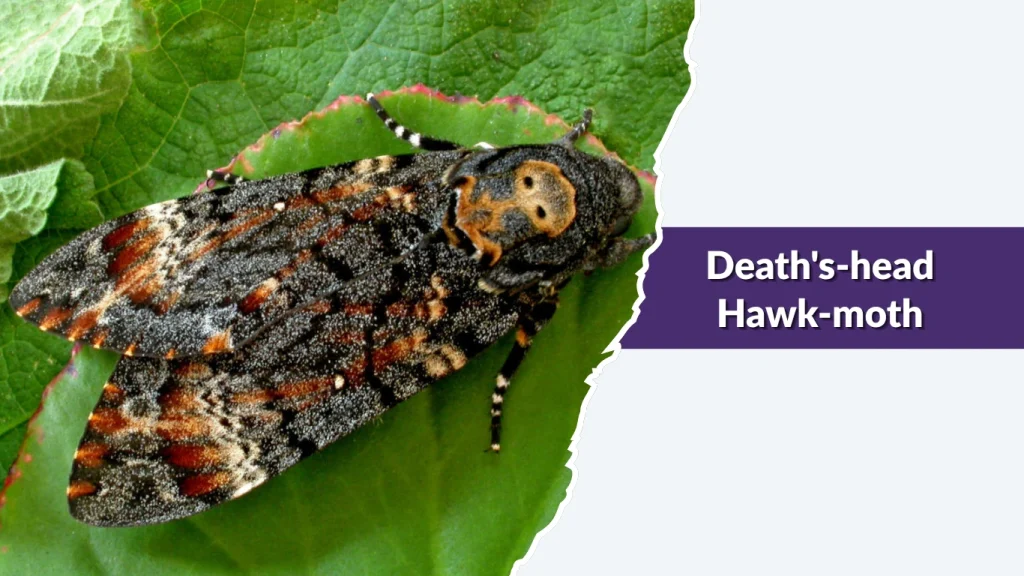 Death's-head Hawk-moth