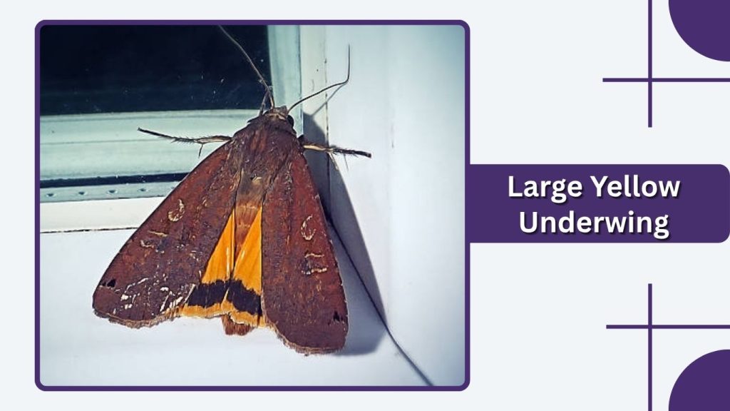 Large Yellow Underwing
