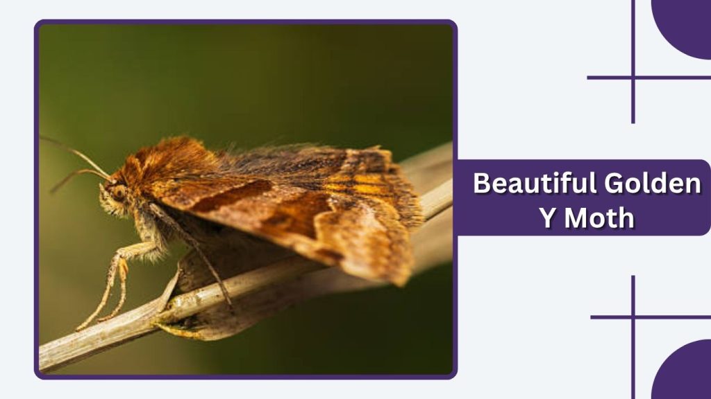 Beautiful Golden Y Moth