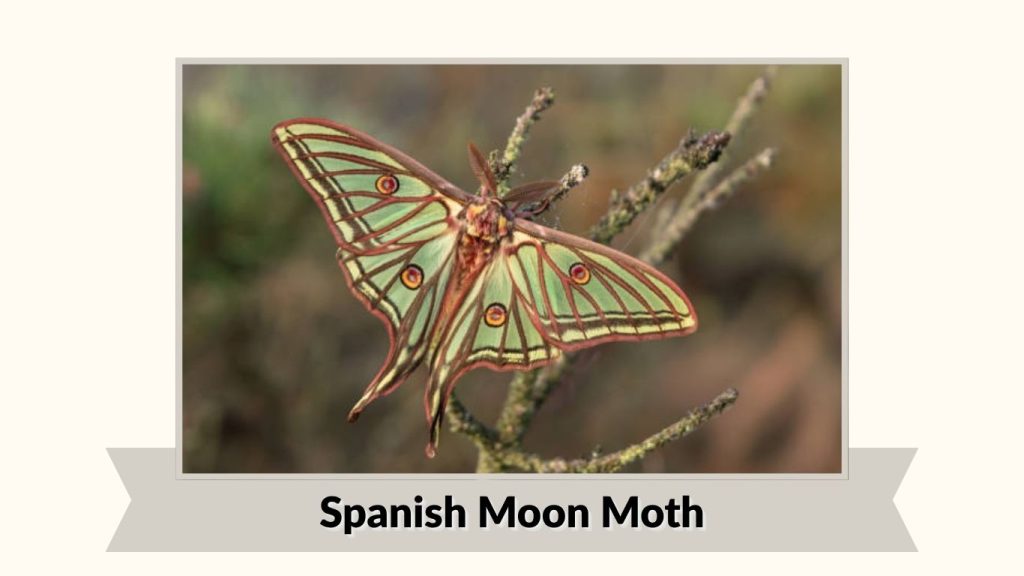 Spanish Moon Moth