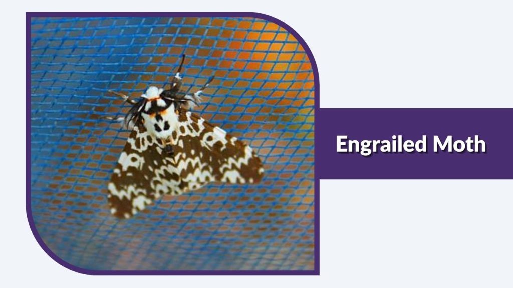 Engrailed Moth