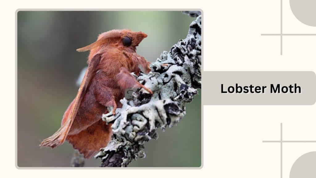 Lobster Moth