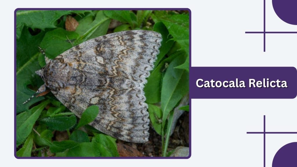 Catocala Relicta