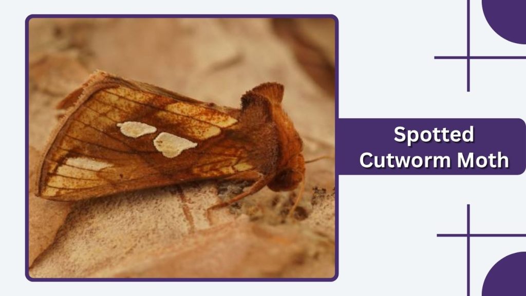 Spotted Cutworm Moth