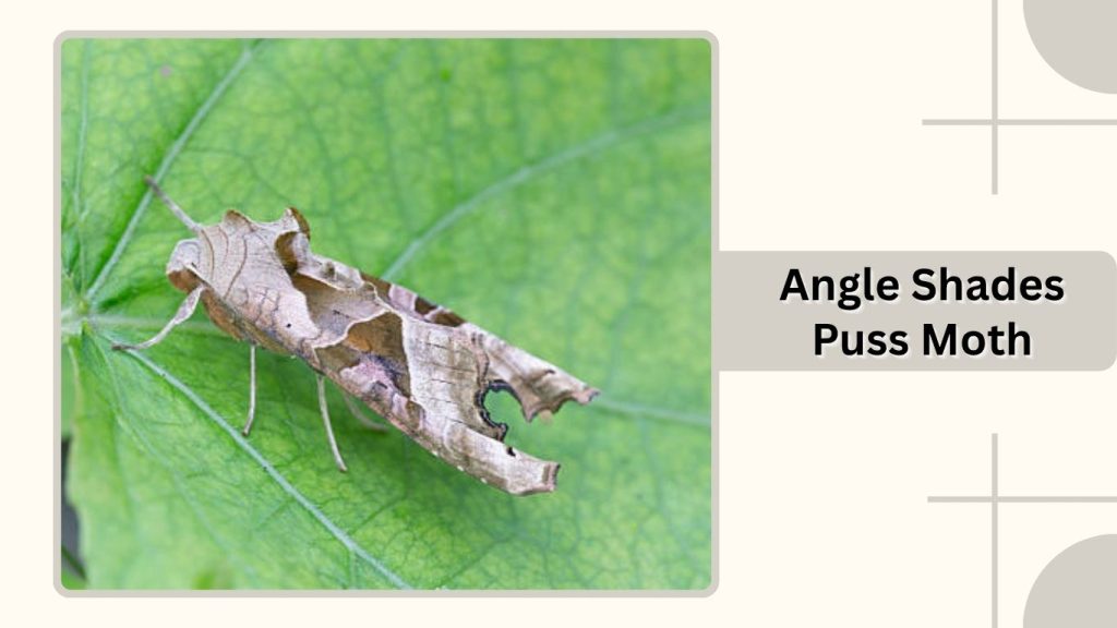Angle Shades Puss Moth