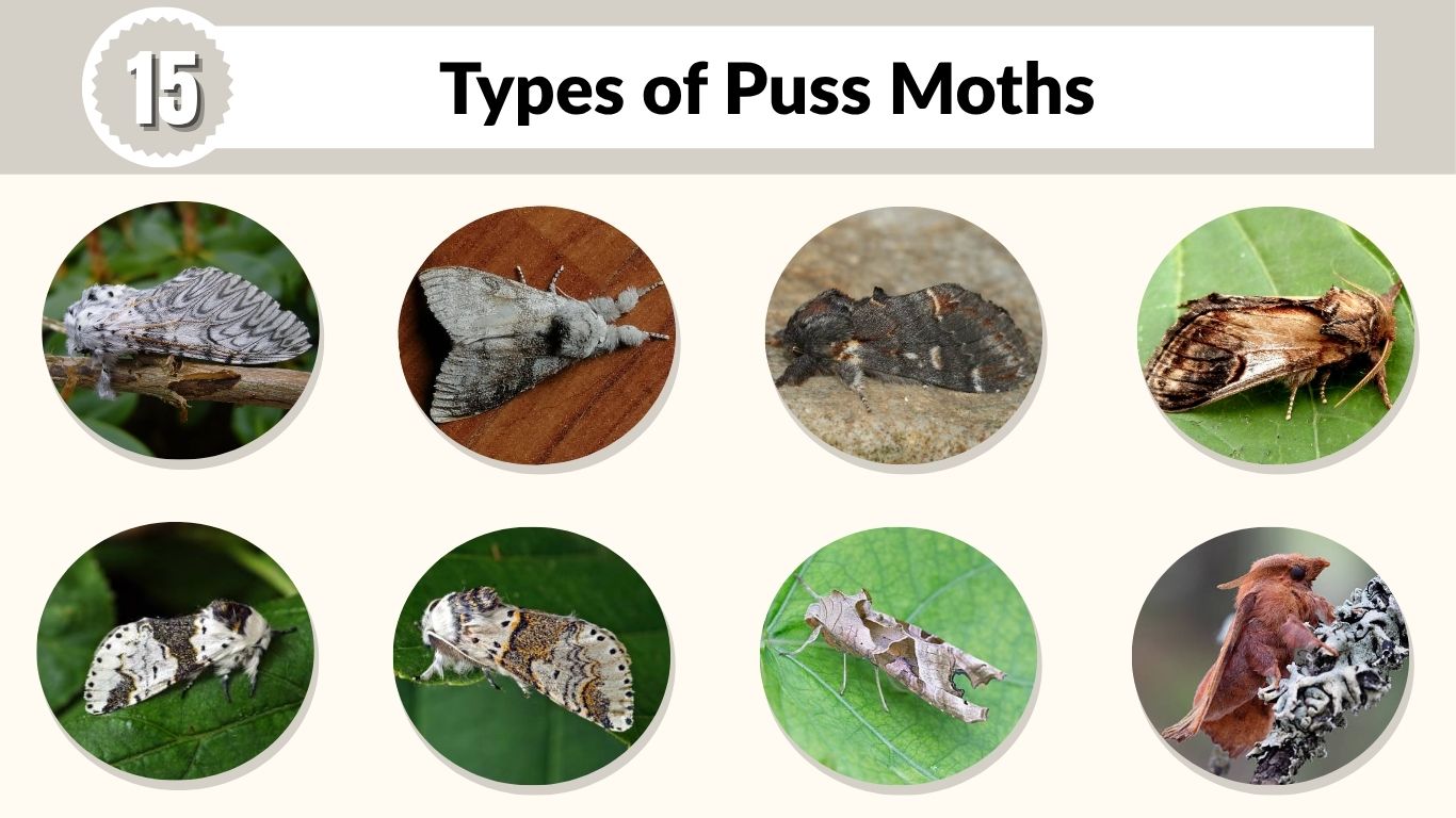 15 Types of Puss Moths: Identification with Pictures