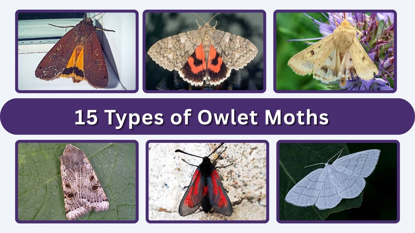 15 Types of Owlet Moths and Their Unique Features