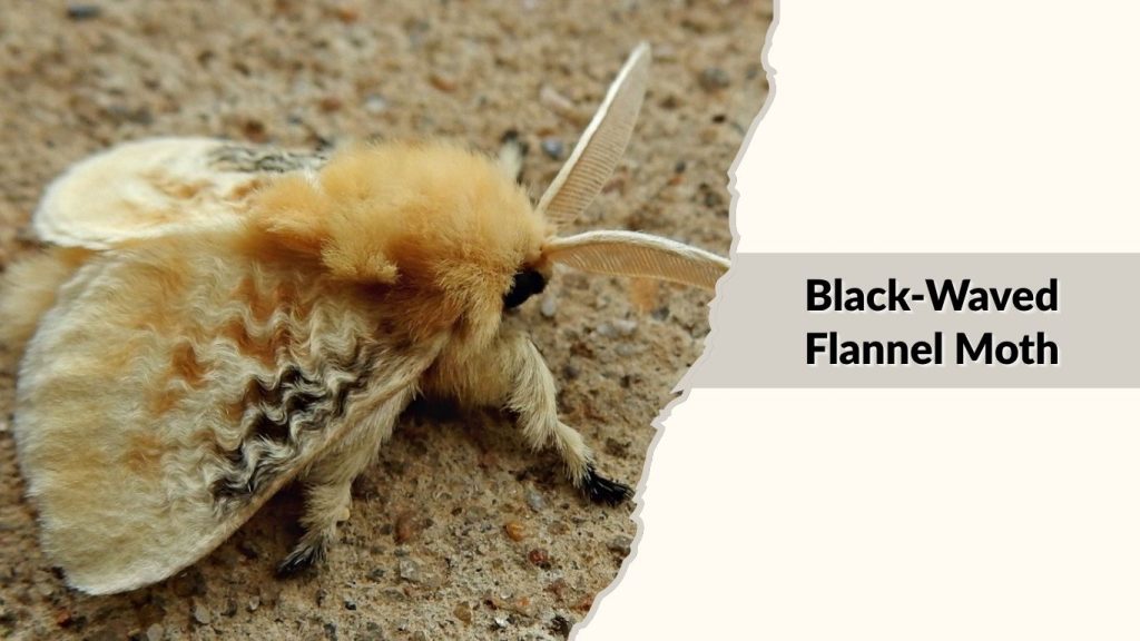 Black-Waved Flannel Moth