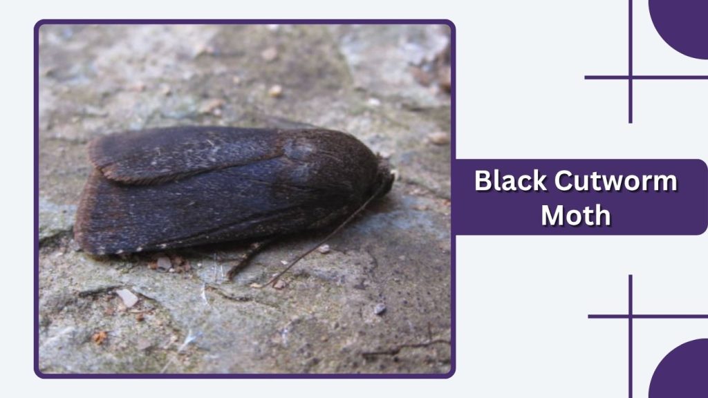 Black Cutworm Moth