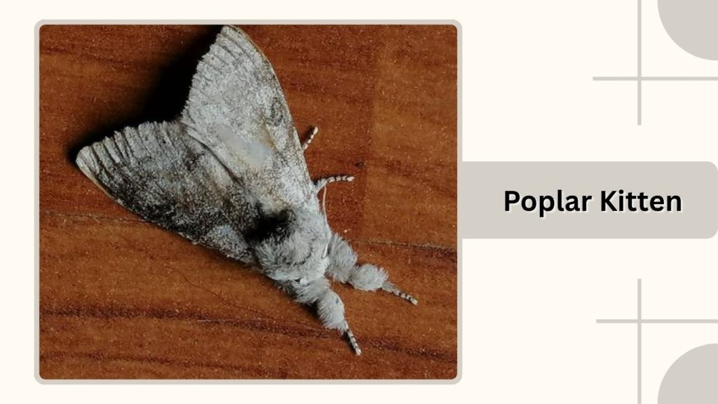 Poplar Kitten