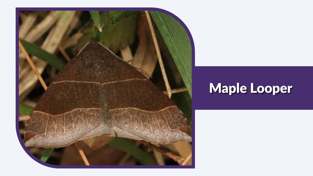 Maple Looper
