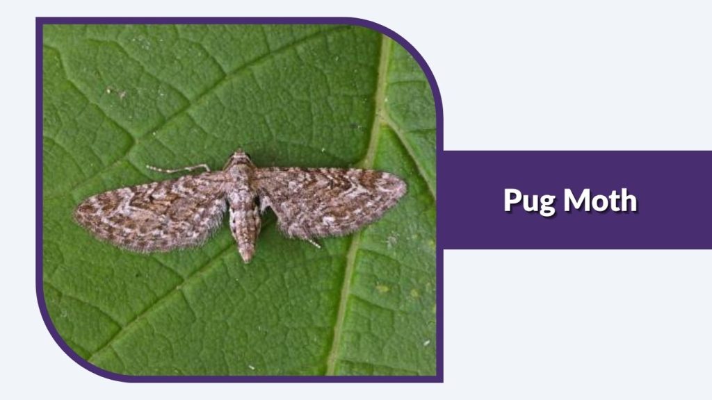 Pug Moth