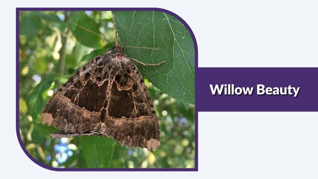 Willow Beauty