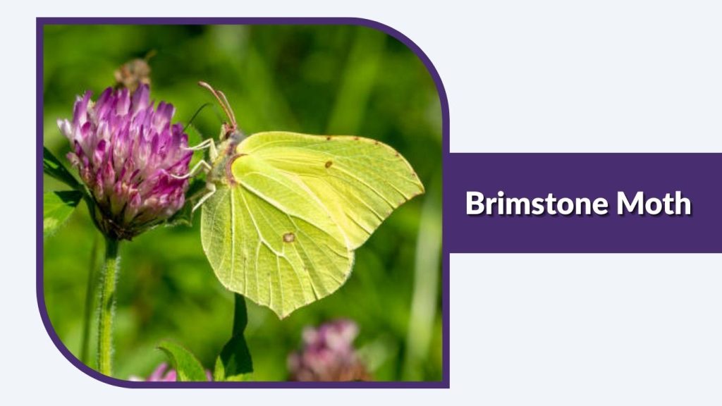 Brimstone Moth