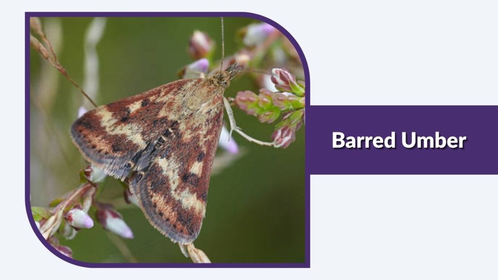 Barred Umber