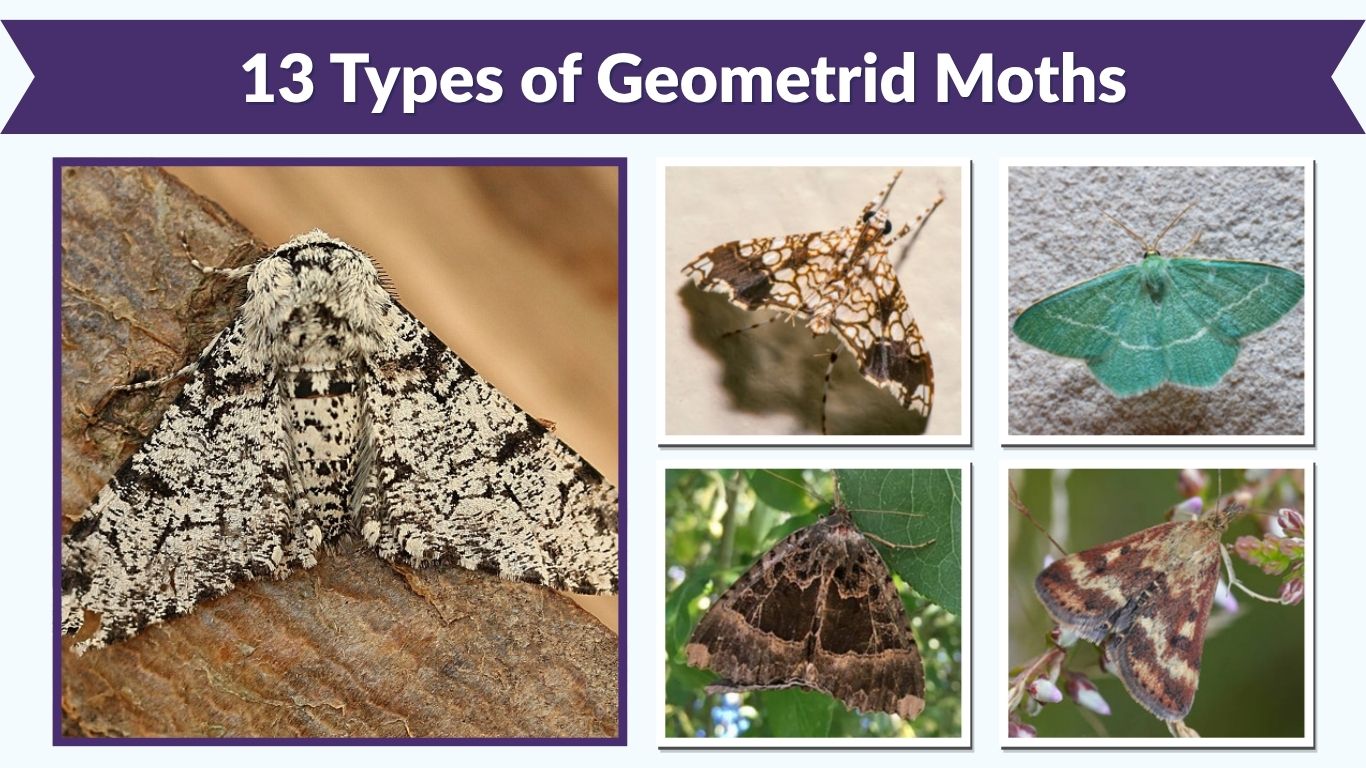 13 Types of Geometrid Moths: Identification, Habitat & Life Cycle