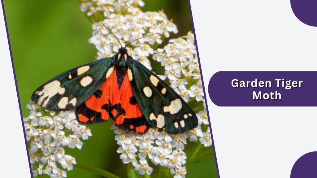 Garden Tiger Moth
