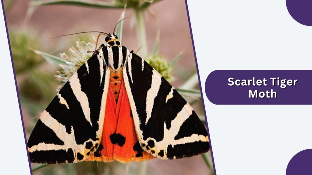Scarlet Tiger Moth