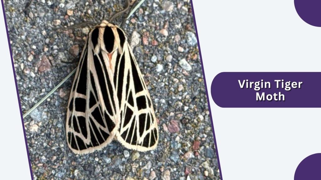 Virgin Tiger Moth