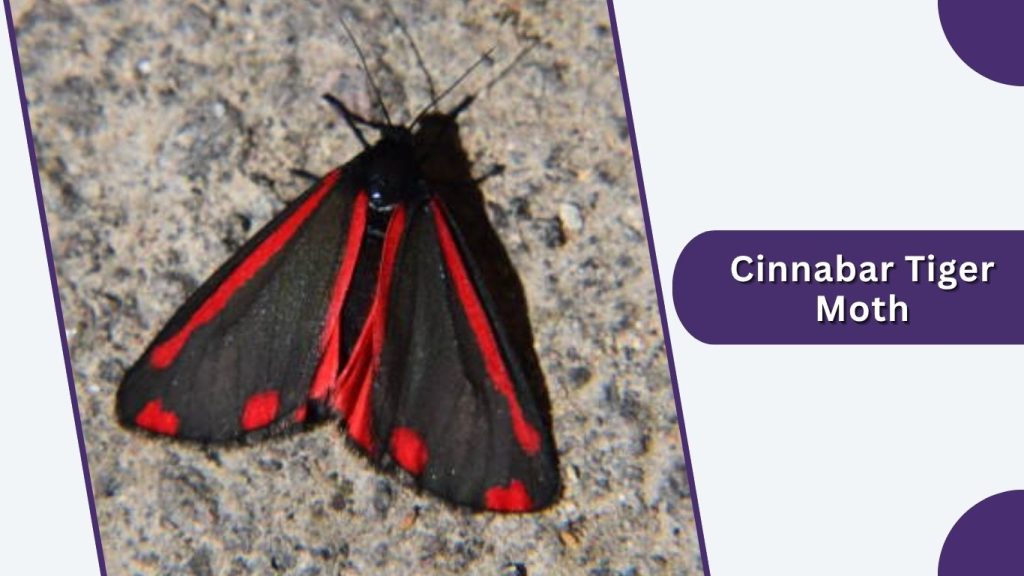 Cinnabar Tiger Moth