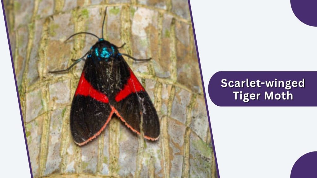 Scarlet-winged Tiger Moth