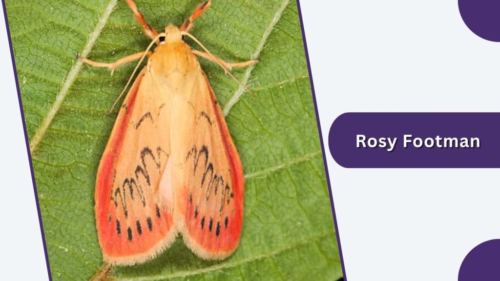 Rosy Footman