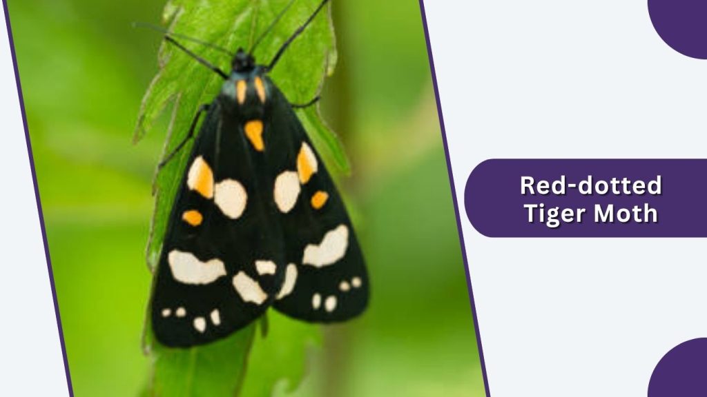 Red-dotted Tiger Moth