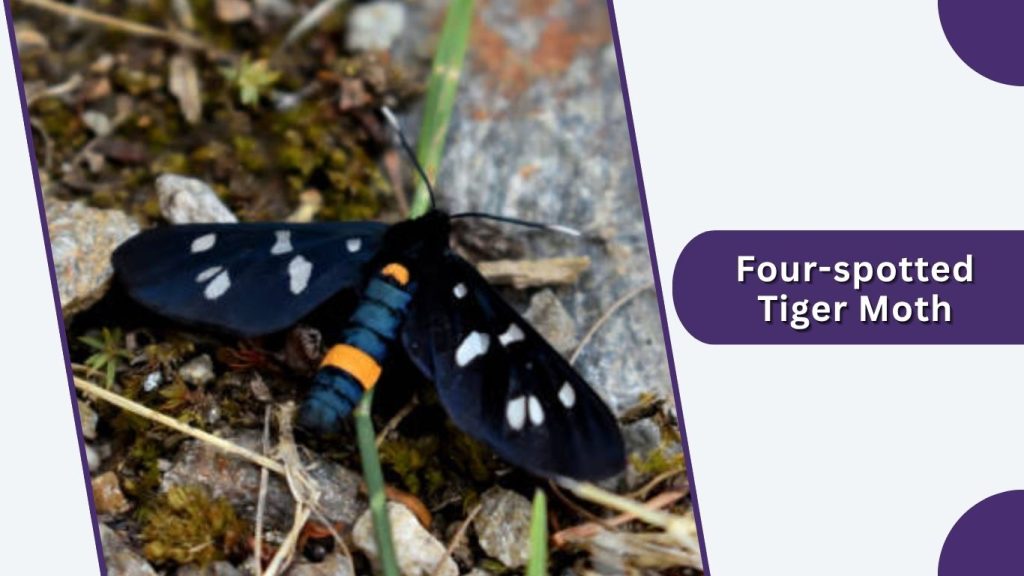 Four-spotted Tiger Moth