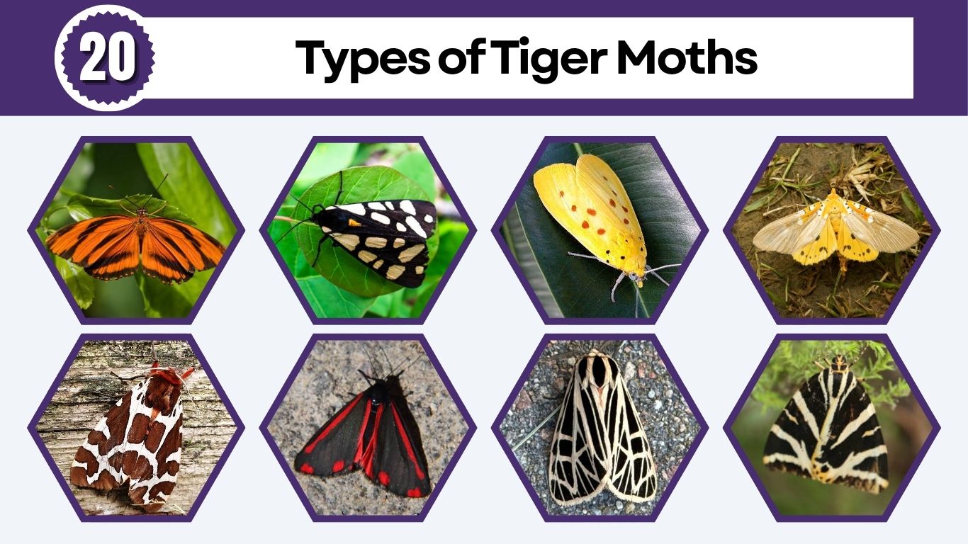 20 Types of Tiger Moths and Their Unique Characteristics