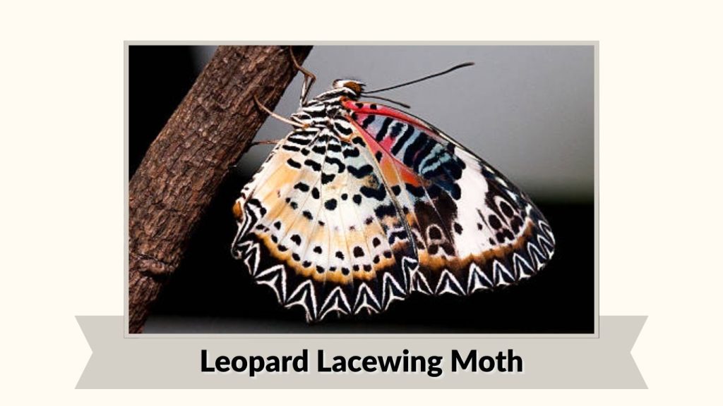 Leopard Lacewing Moth