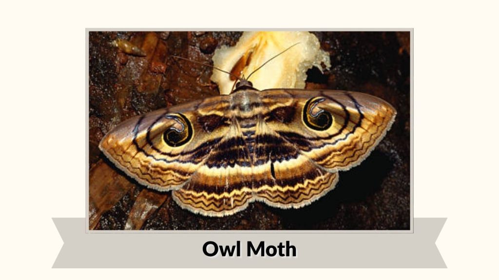 Owl Moth