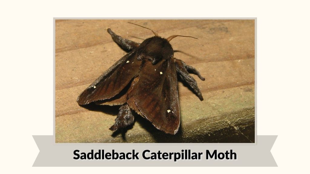 Saddleback Caterpillar Moth