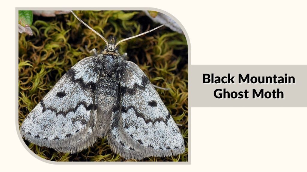 Black Mountain Ghost Moth