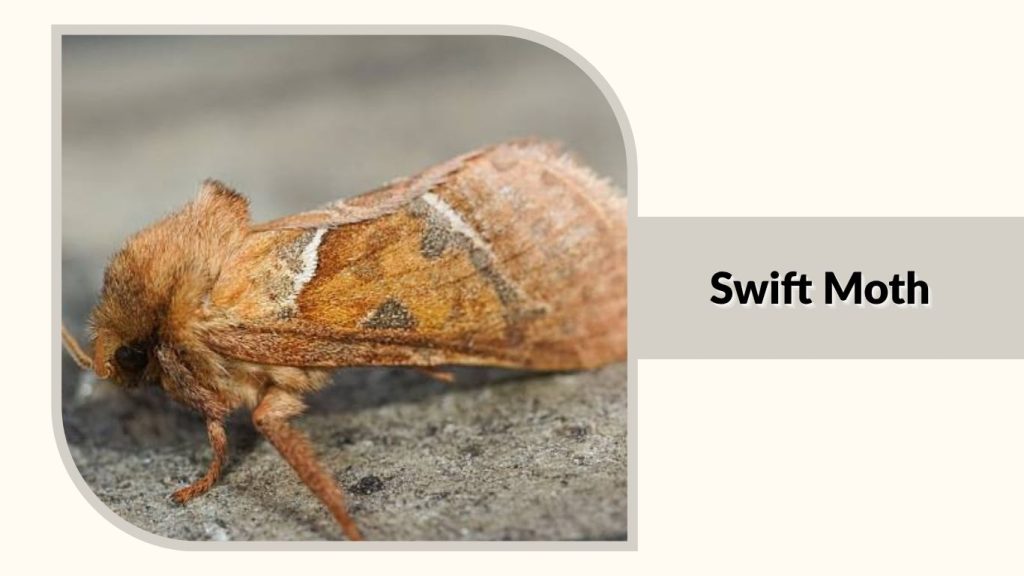 Swift Moth