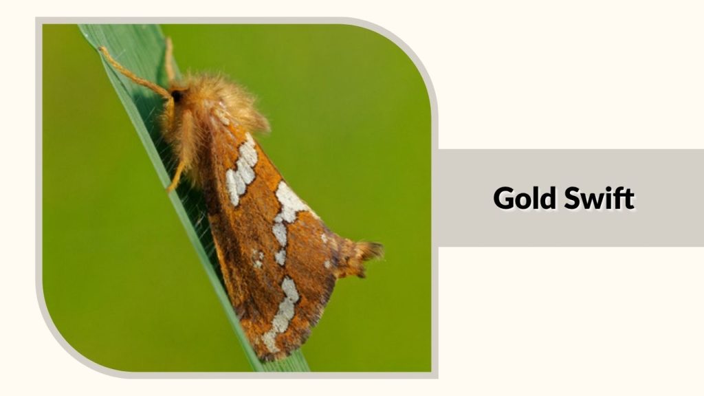 Gold Swift