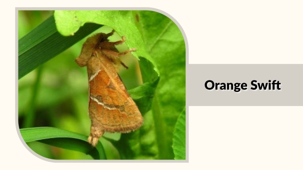Orange Swift