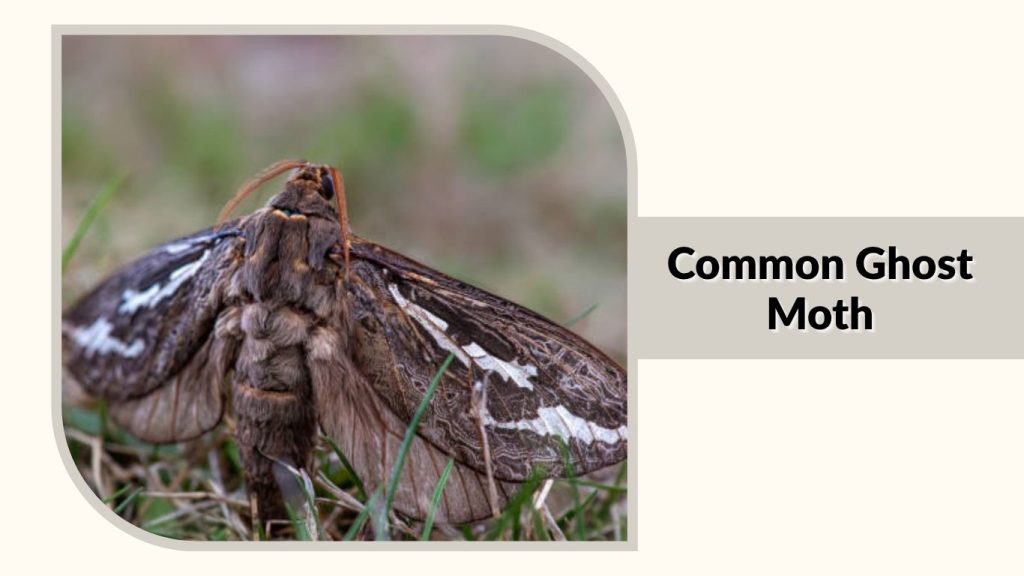Common Ghost Moth