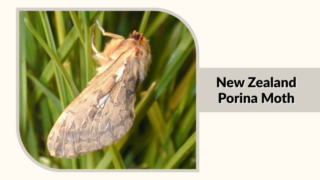 New Zealand Porina Moth
