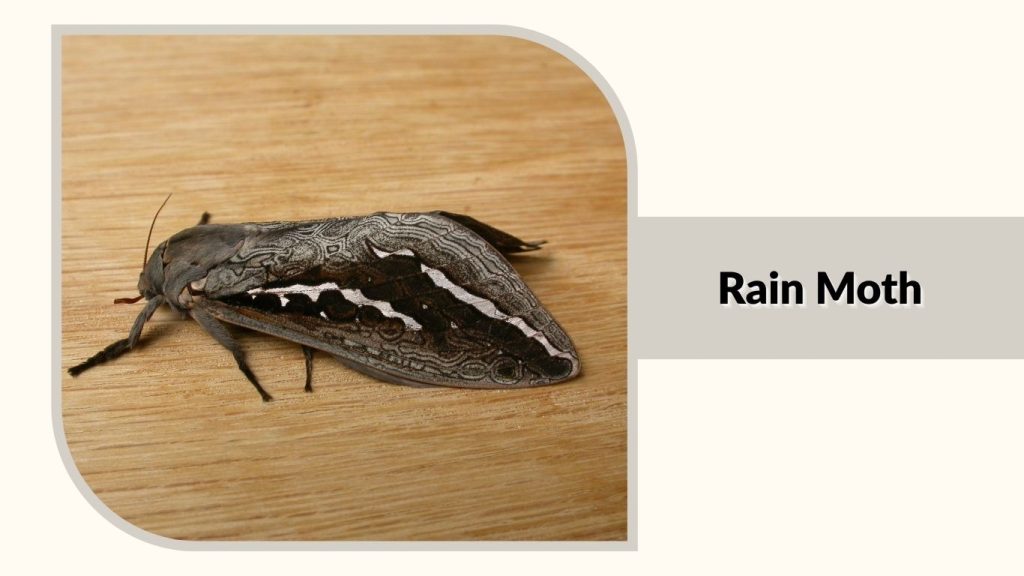 Rain Moth