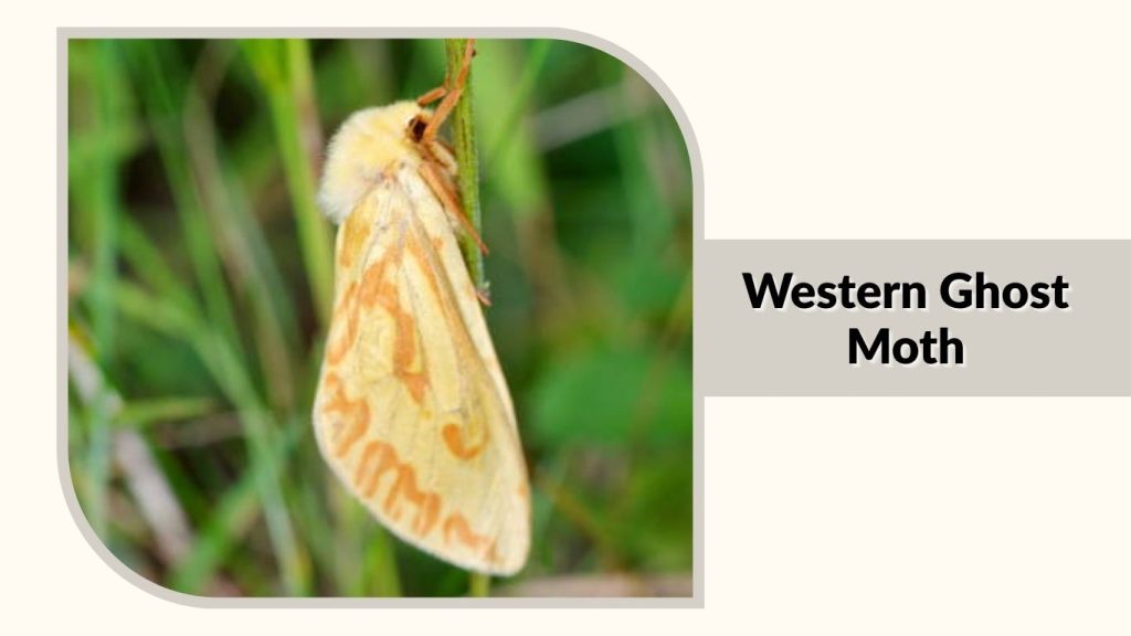 Western Ghost Moth