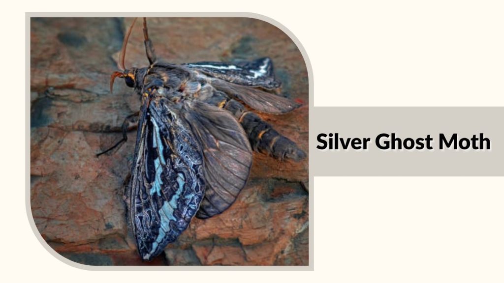 Silver Ghost Moth