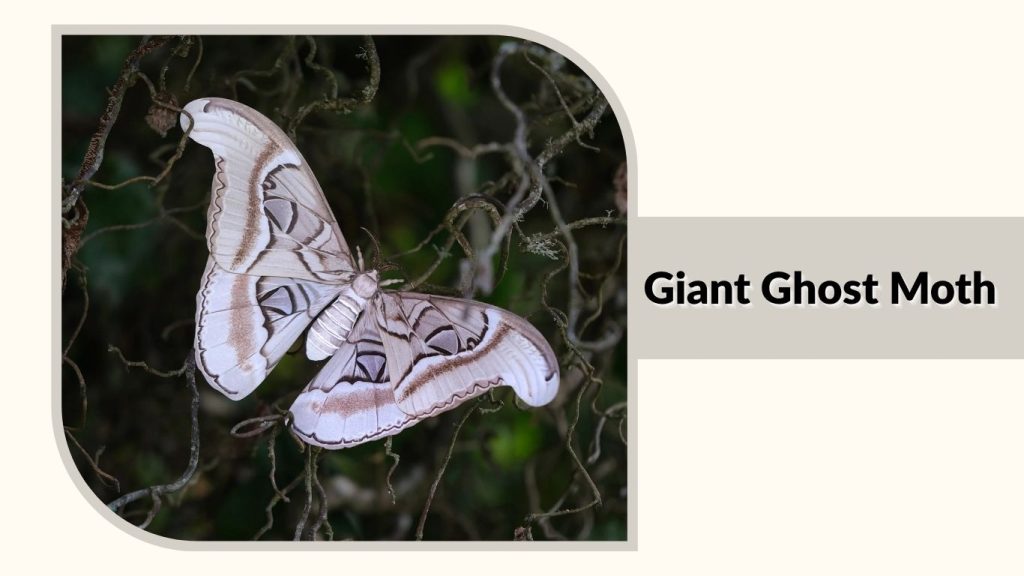 Giant Ghost Moth