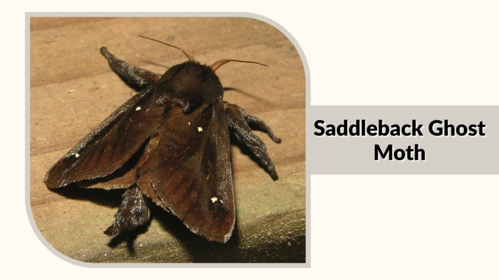 Saddleback Ghost Moth