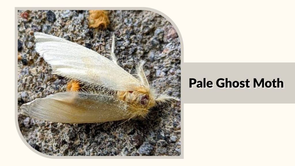 Pale Ghost Moth