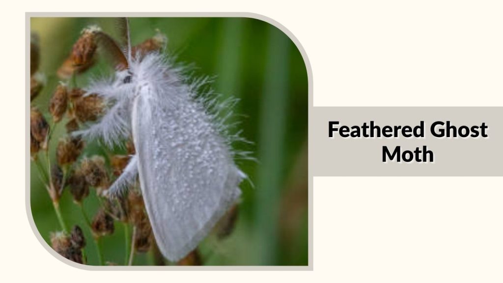 Feathered Ghost Moth