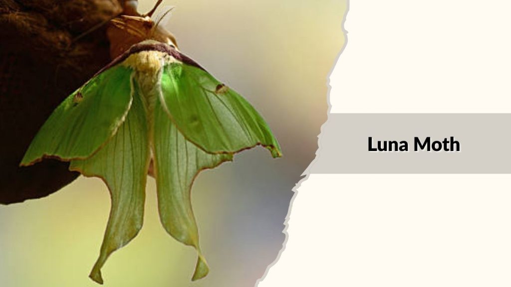 Luna Moth