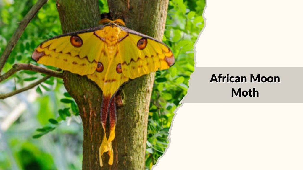 African Moon Moth