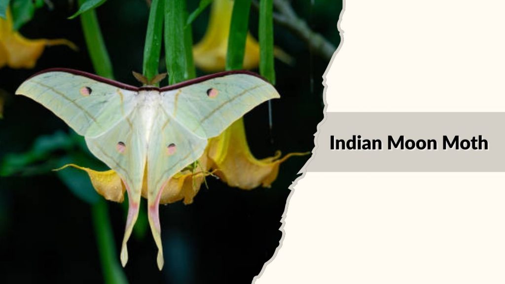 Indian Moon Moth